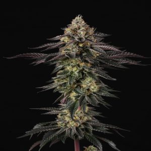 Paradise seeds sunset paradise photo fem