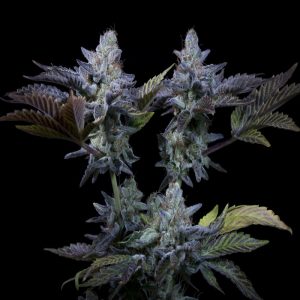 Paradise seeds sweetopia photo fem