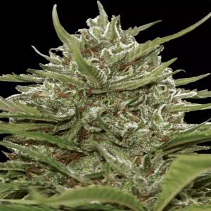 WhiteBerry Auto