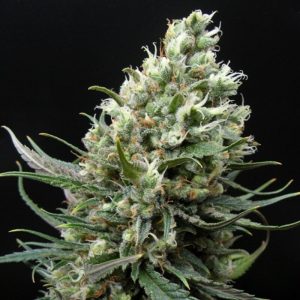 Ripper Seeds - Ripper haze