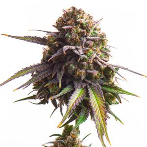Royal queen Seeds - Biscotti