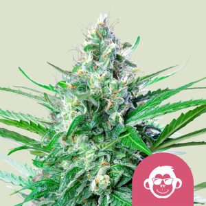 royal-queen-seeds-grape-ape-photo-fem