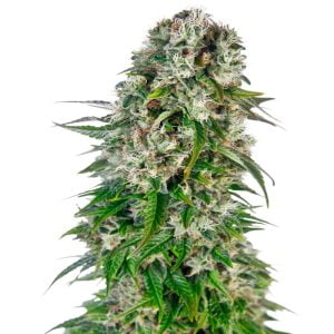 Big Bud Auto