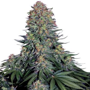 Sensi Seeds - Blue Skunk