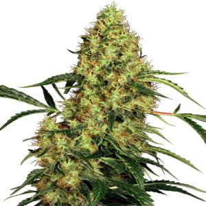 Mexican Sativa Regular