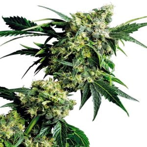 Mr. Nice G13 X Hash Plant Regular