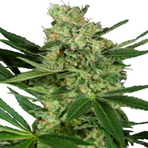 Sensi seeds - Pumpkin Spice