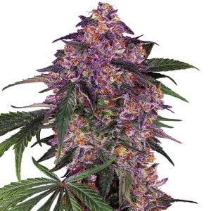 Sensi seeds sensi purple kush photo fem