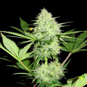 Sumo Seeds - Berries and Cheese