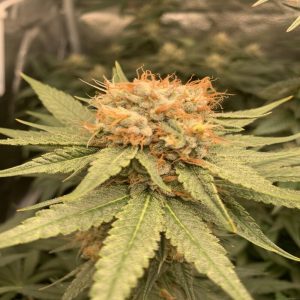 Green Mango Kush 0.2 CBD