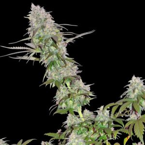 Sumo Seeds - Green Mango Kush