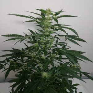 Violet's Wonder Auto