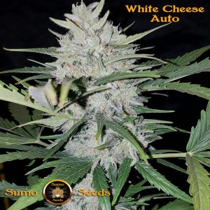 White Cheese Auto