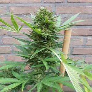 White Widow Original Auto