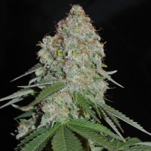 Sumo Seeds - White widow original