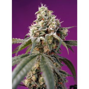Bruce Banner Auto