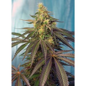 Cream Caramel CBD