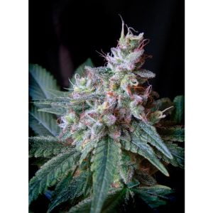 Cream Caramel F1 Fast