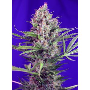 Cream Mandarine F1 Fast