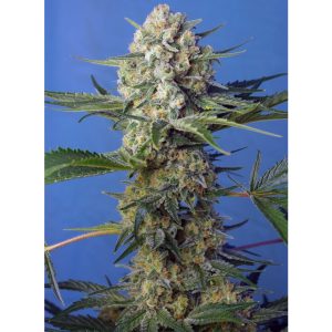 Crystal Candy F1 Fast