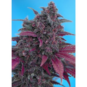 Dark Devil Auto