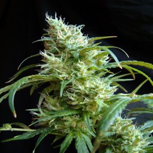 Sweet Seeds - Flash Back 2