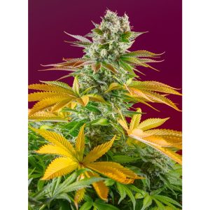 Gorilla Girl F1 Fast