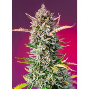 Gorilla Sherbet F1 Fast