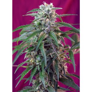 Green Poison Auto