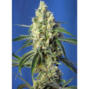 Green Poison CBD