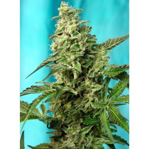 Green Poison F1 Fast