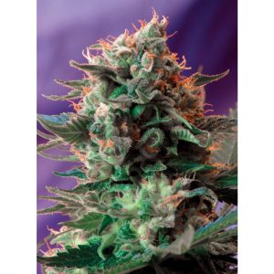 Jack 47 F1 Fast