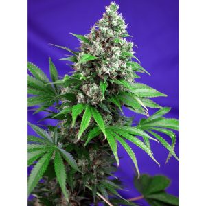 Killer Kush F1 Fast