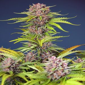 Sweet Seeds - Mimosa Bruce Banner XL Auto