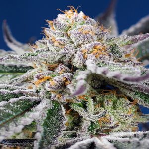 Sweet Seeds - Orange Apricot Glue XL Auto