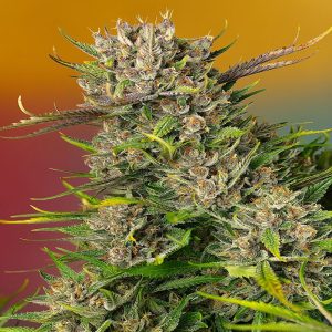 Sweet Seeds - Papaya zoap auto fem