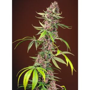 Red Mandarine F1 Fast