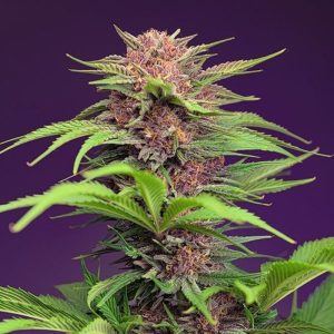 Red Mimosa XL Auto