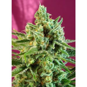 S.A.D. Sweet Afgani Delicious CBD