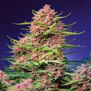 Sweet Seeds - Strawberry Cola Sherbet F1 Fast