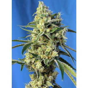 Sweet Amnesia Haze