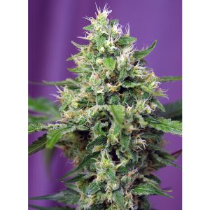 Sweet Amnesia Haze XL Auto