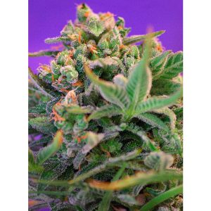 Sweet Cheese F1 Fast