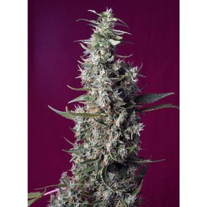 Sweet Cherry Pie