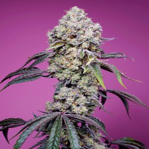 Sweet Seeds - sweet mandarin zkittlez
