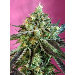 Sweet Nurse CBD Auto