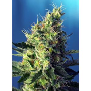 Sweet Pure CBD