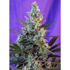 Sweet Skunk Auto