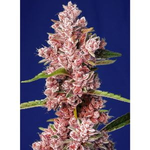 Tropicanna Poison F1 Fast